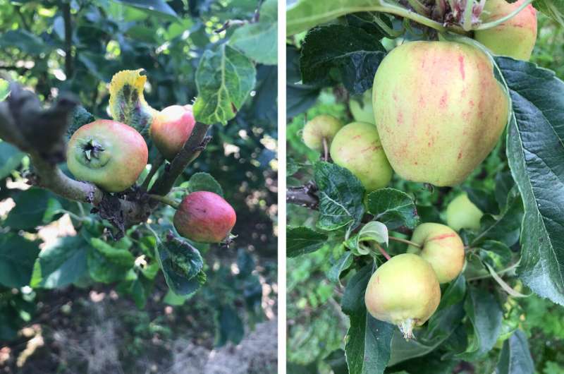 Creepy crawlies protect apples when flowers planted on farms