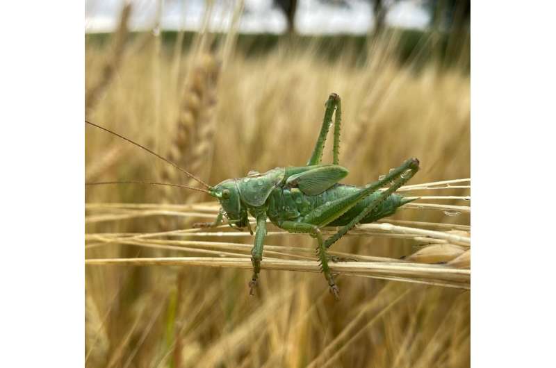 cricket on grass