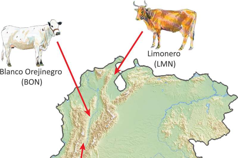 Criollo cattle: Could an old breed be the beef industry's answer to climate change?