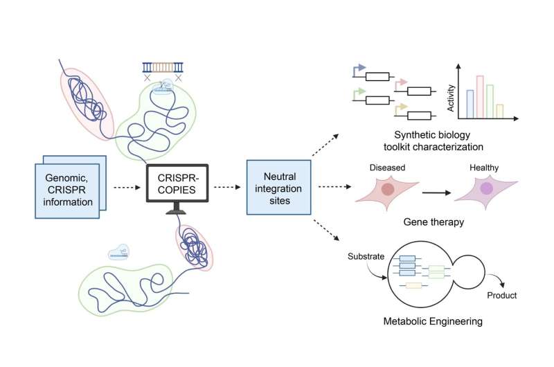 Copias CRISPR: una nueva herramienta acelera y optimiza la edición del genoma