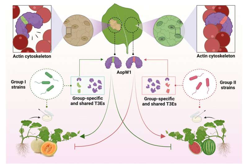 Critical insights into bacterial fruit blotch and its impact on melon and watermelon crop health