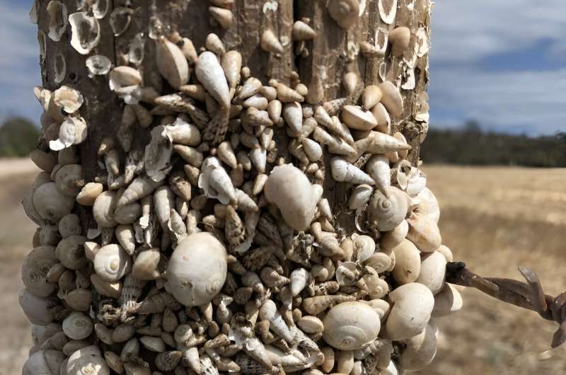 CSIRO study finds snails like red, dislike garlic