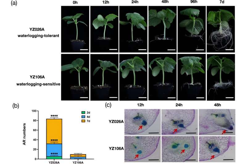 Los pepinos se defienden: un nuevo estudio descubre la clave genética para superar el estrés hídrico