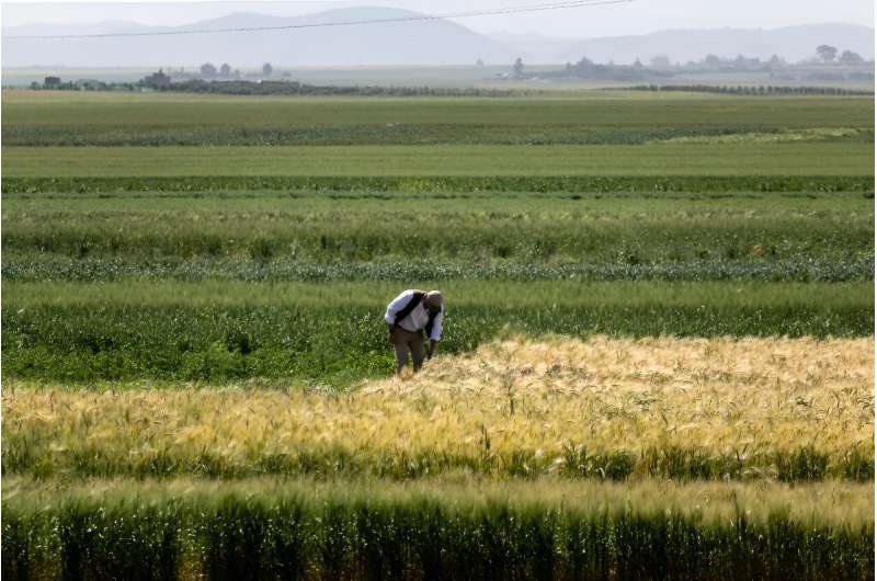 Cultivated areas across Morocco are expected to shrink to 2.5 million hectares in 2024 compared with 3.7 million last year