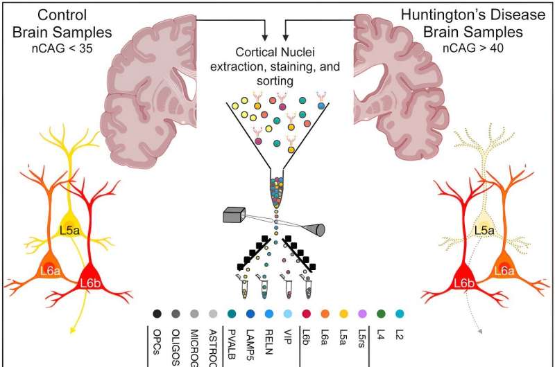 Cutting-edge method of revealing genetic repeats yields surprising insights into Huntington's disease
