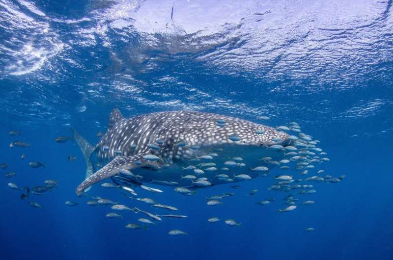 Cutting-edge tracking technology proves Australian whale shark tourism leads the world