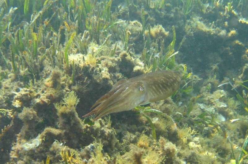 Cuttlefish can form false memories, too