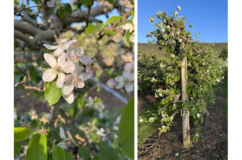 Un sistema de calefacción ciberfísico puede proteger las flores de manzano en los huertos