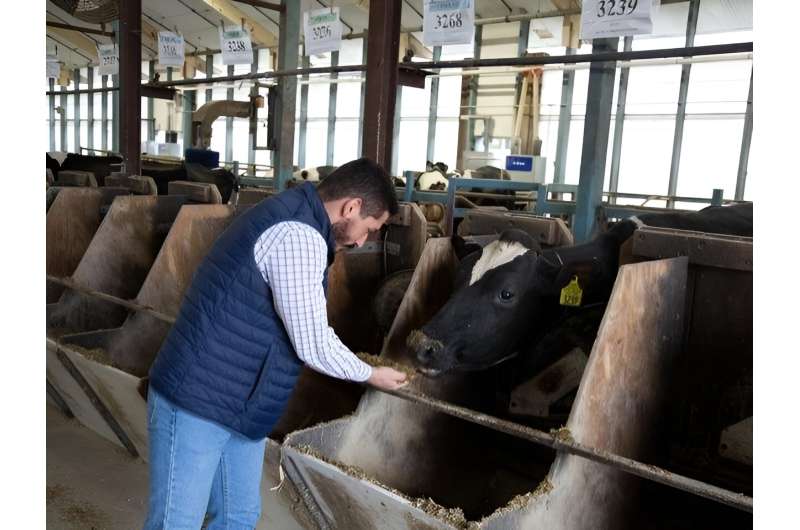 Dairy cows fed botanicals-supplemented diets use energy more efficiently