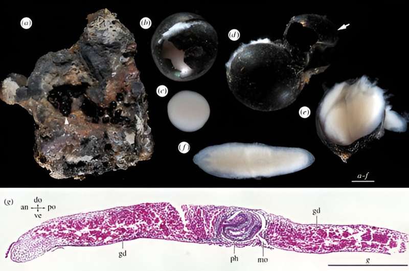 Dark black eggs found on ocean floor represent deepest free-living flatworms ever observed