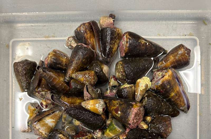 Deadly sea snail toxin could be key to making better medicines