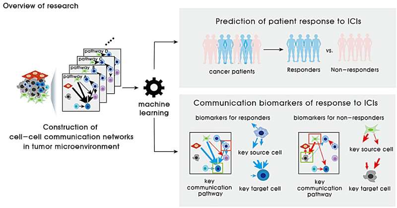 Deciphering cell-to-cell conversations: AI predicts anti-cancer immunotherapy response