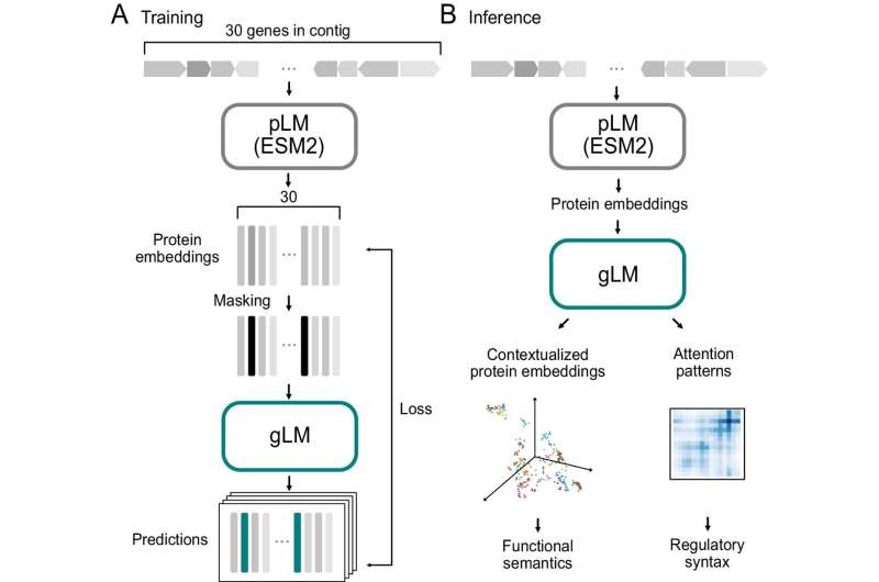 Deciphering genomic language: New AI system unlocks biology's source code