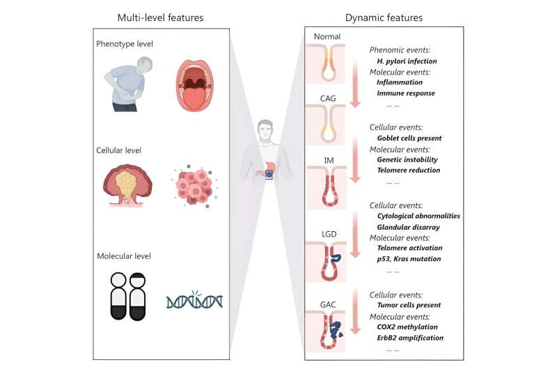 Deciphering inflammation-induced tumorigenesis: unveiling gastric cancer's trail with network and AI