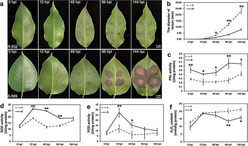 Deciphering pear's defense against Botryosphaeria dothidea: The role of PbrChiA chitinase in ROS regulation and antifungal activity