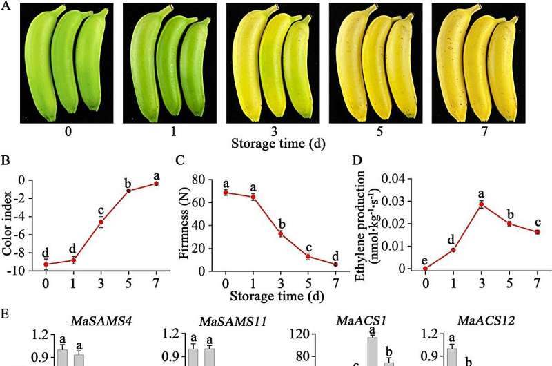 Deciphering the ethylene biosynthesis puzzle: The role of MaMADS1 and MaNAC083 in banana fruit ripening