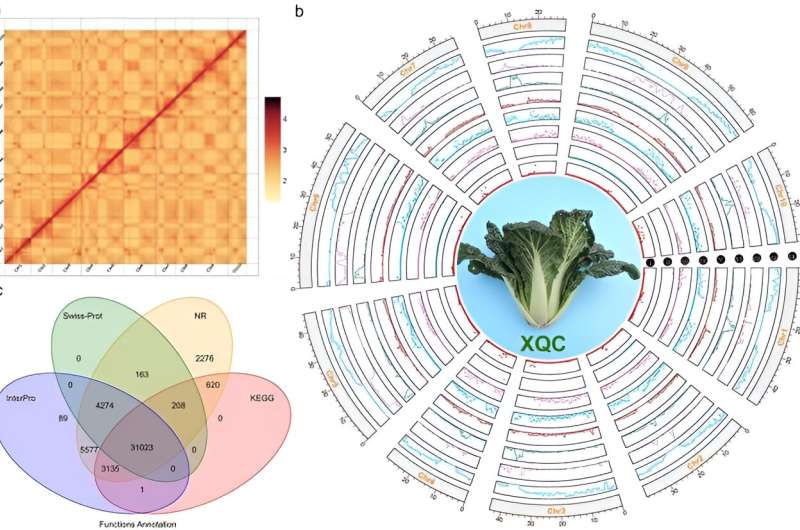Deciphering the fragrance code: High-quality sequencing and analysis of the 'XiangQingCai' (XQC) genome