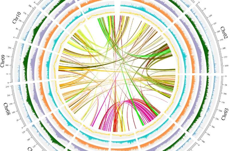 Decoding atractylodes lancea: A genomic journey through adaptation and metabolism