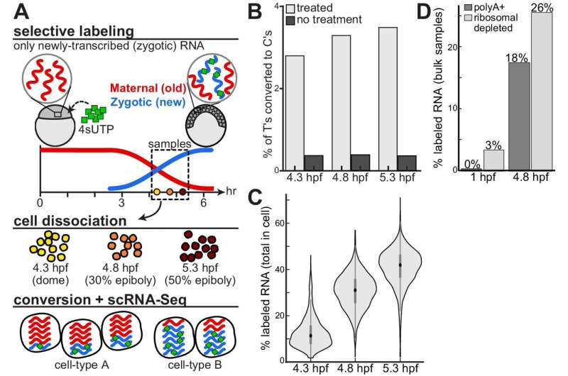 Decoding development: mRNA's role in embryo formation