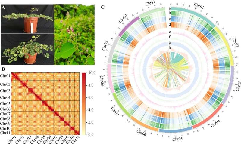 Decoding grona styracifolia: The genome behind a promising COVID-19 drug candidate