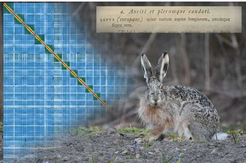 Decoding the Easter Bunny: Eastern Finnish brown hare represents  standard for species’ genome