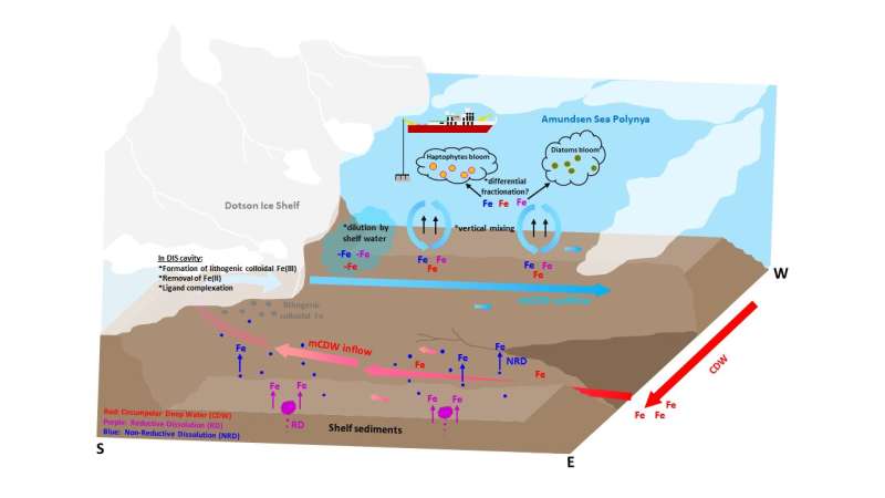 Deep sea and sediments bring iron to Antarctic waters