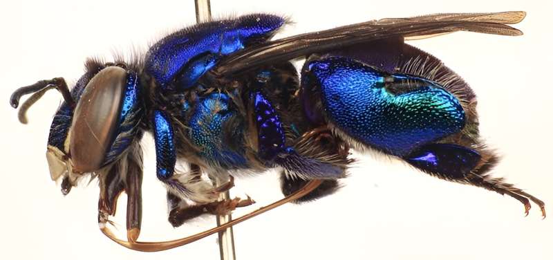 Deforestation harms biodiversity of the Amazon's perfume-loving orchid bees