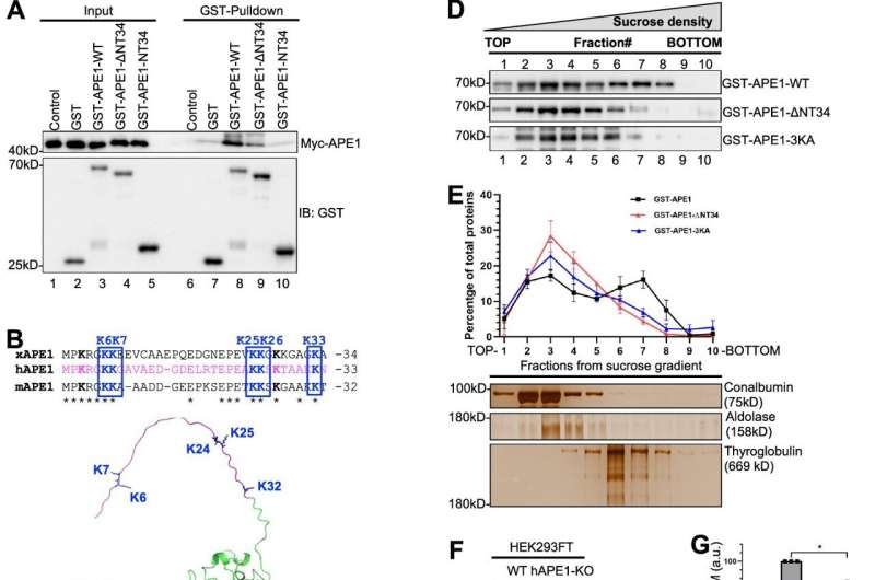 Demystifying APE1: New findings on direct activation of ATM signaling by DNA single-strand breaks