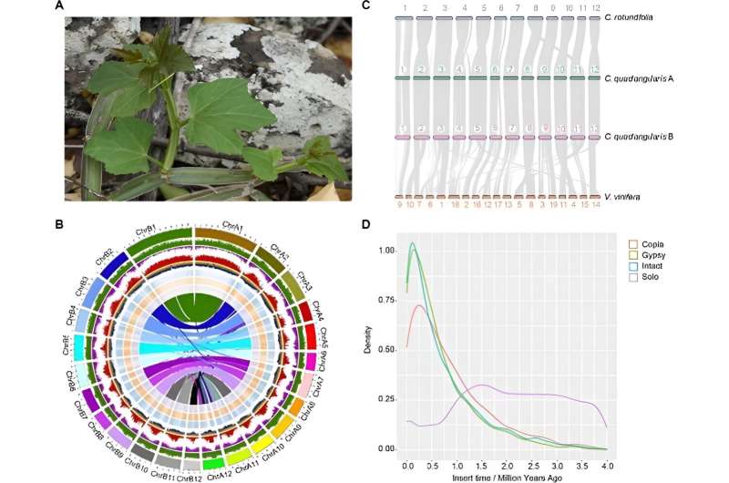 Desert hero unveiled: Cissus quadrangularis genome decodes drought survival tactics
