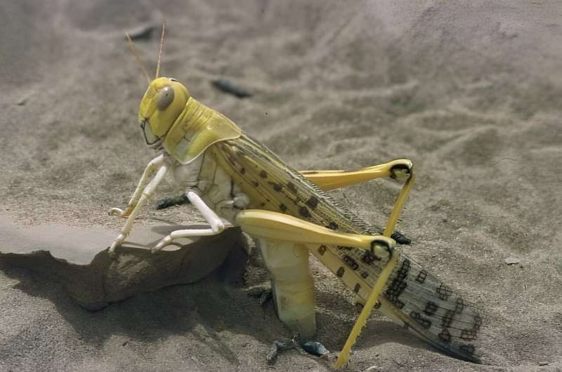 Desert locusts' jaws sharpen themselves, materials scientist discovers