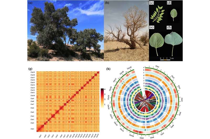 Desert poplar's genetic blueprint: Insights into adaptation and survival mechanisms