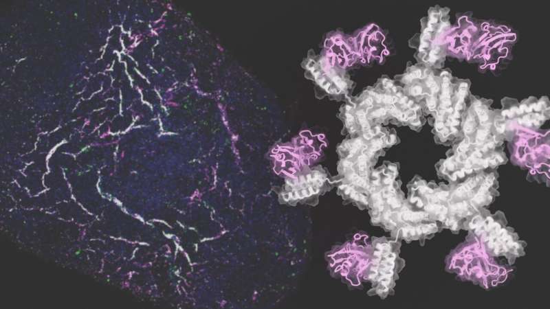 Computer-designed proteins guide stem cells to form blood vessels