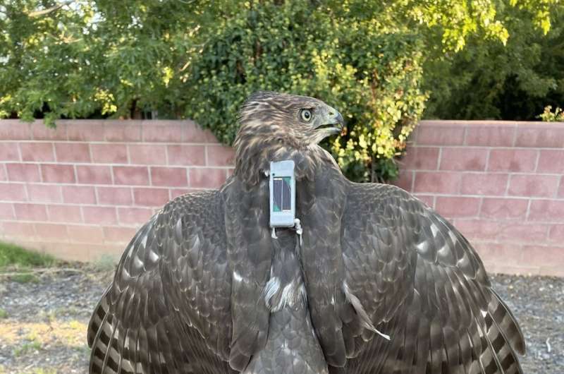 Despite protection urban hawks still face an array of threats