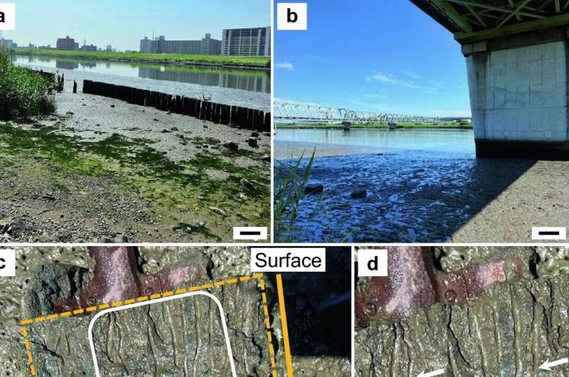 Detection of high concentrations of D-amino acids and D-lactate in estuarine polychaetes