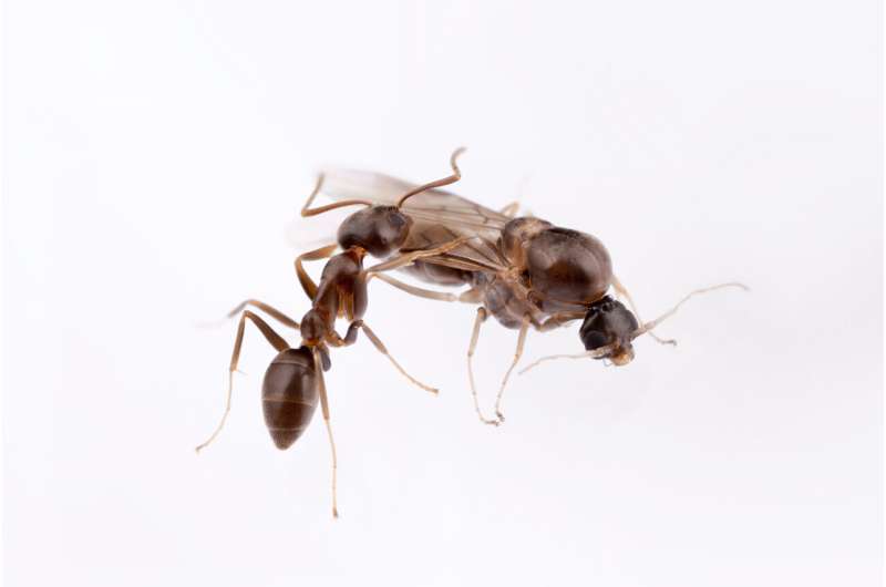 Determining sex in ants