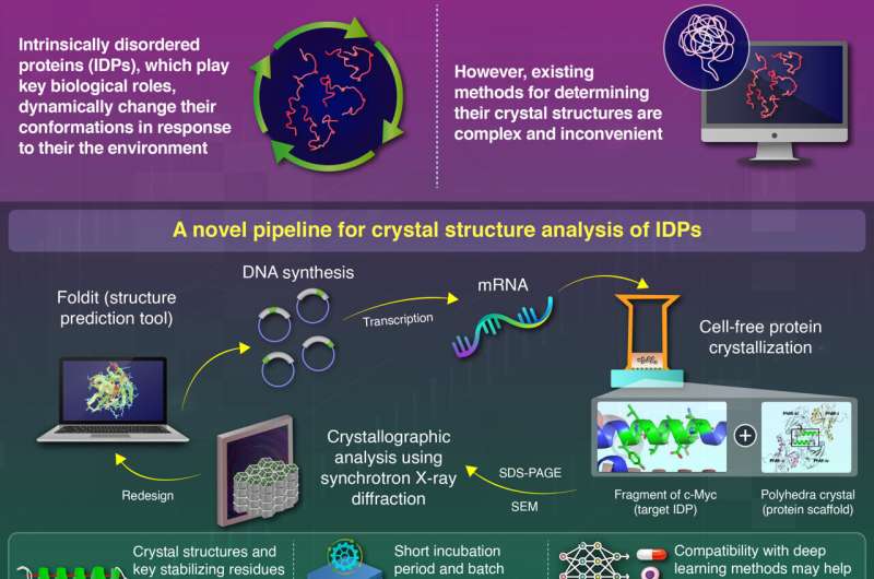 Developing a system to study proteins without fixed structures