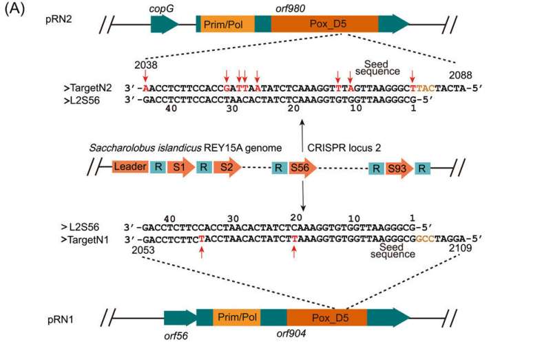 Developing an efficient host-vector system for a model archaeon by solving CRISPR-based host-plasmid conflict