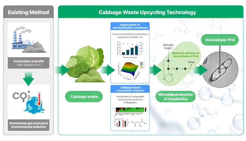 Development of technology for producing bioplastics from agricultural and food byproducts by the World Institute of Kimchi