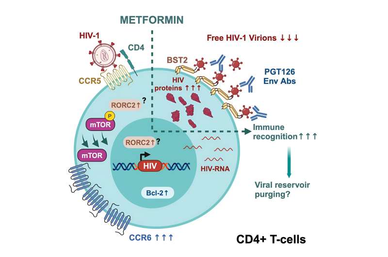 Diabetes drug helps the immune system recognize reservoirs of HIV, study discovers