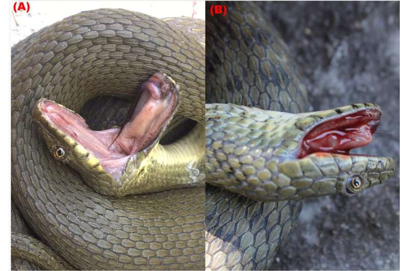Dice snakes found to use a variety of techniques to more effectively fake their own deaths
