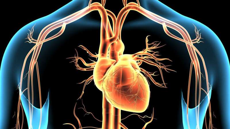 Diet-induced inflammation positively tied to marker of heart failure