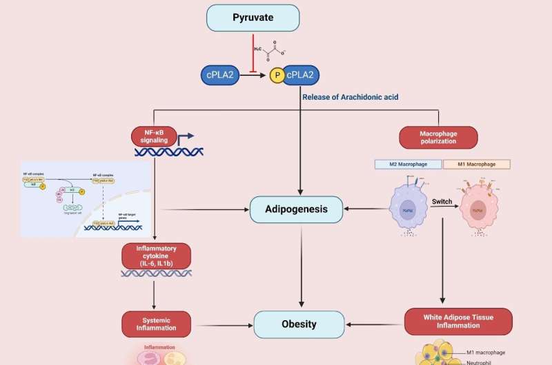Dietary pyruvate targets cytosolic phospholipase A2 to mitigate inflammation and obesity in mice