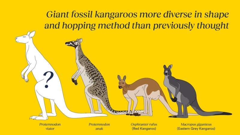 Digging up new species of Australia and New Guinea's giant fossil kangaroos