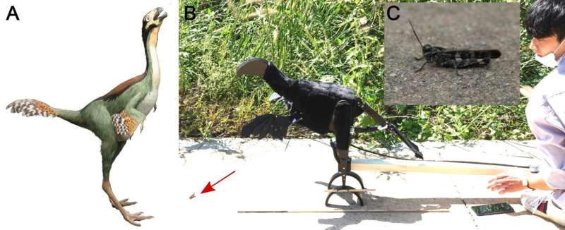 Dinosaurs might have used feathers on forelimbs and tails to flush and pursue their prey—a new hypothesis integrates morphology, behavior and neurobiology
