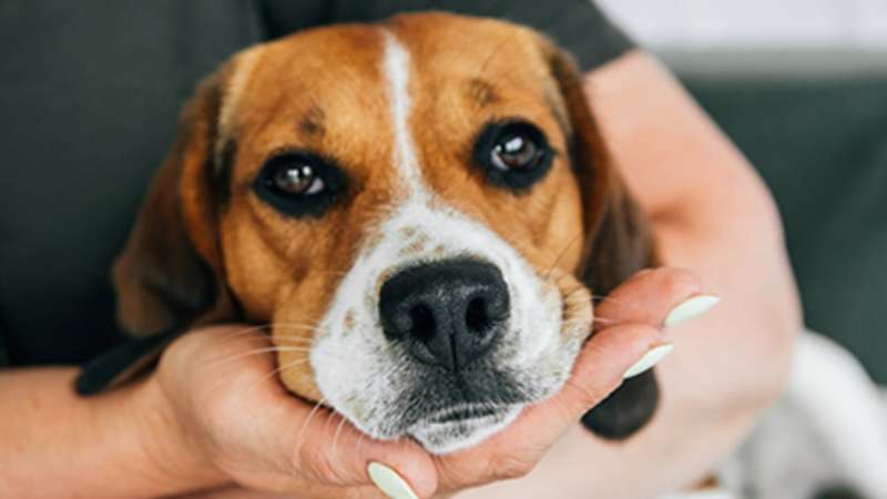 Diphtheria-like germ can be passed between people and pets