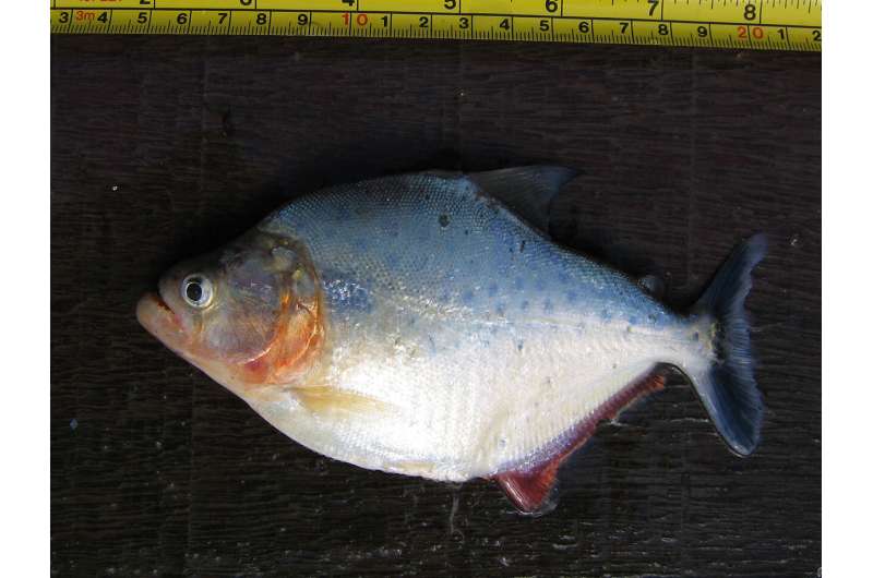 Discovering a New Piranha Species in the Amazon Basin