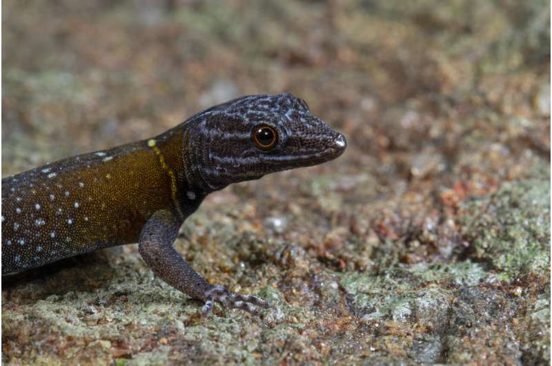Discovering Van Gogh in the wild: scientists unveil a new gecko species