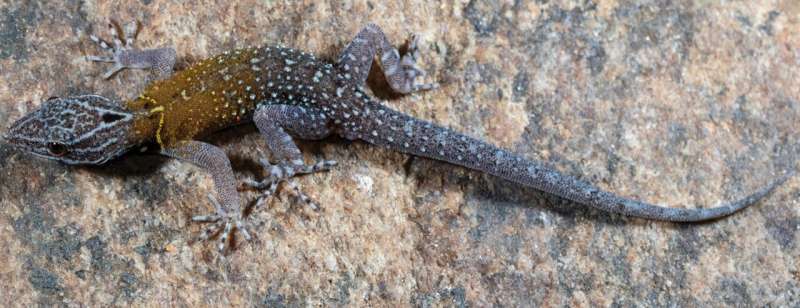 Discovering Van Gogh in the wild: Scientists unveil a new gecko species