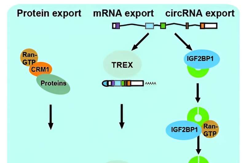 Discovery could lead to new RNA therapeutics for many cancers