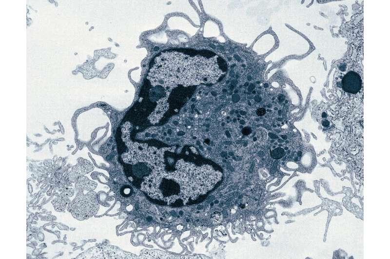 Discovery of a new population of macrophages promoting lung repair after viral infections